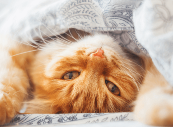 7 Common (And Kinda Kooky) Cat Behaviors and What They Mean