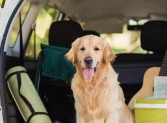 How to Keep Your Dog Safe and Sitting Pretty On Your Next Road Trip