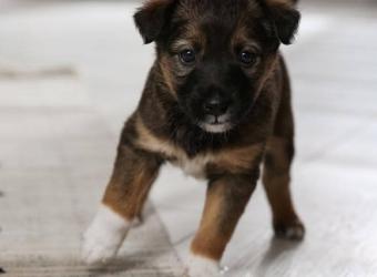 5 Puppy Housetraining Tips To Save Your Sanity