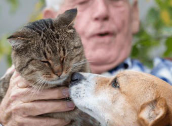 Adopt a Senior Pet Month – 6 Reasons Why a Senior Dog or Cat Should Be Your Next Pet