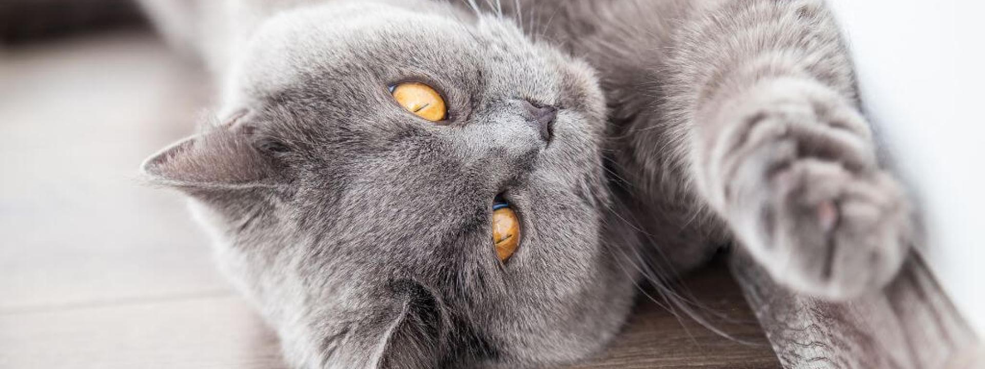 Gray cat stretching from arthritis