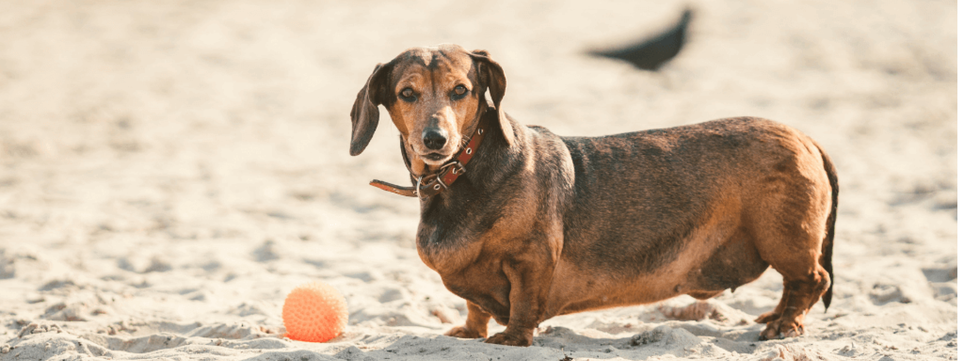 preventing obesity in dogs