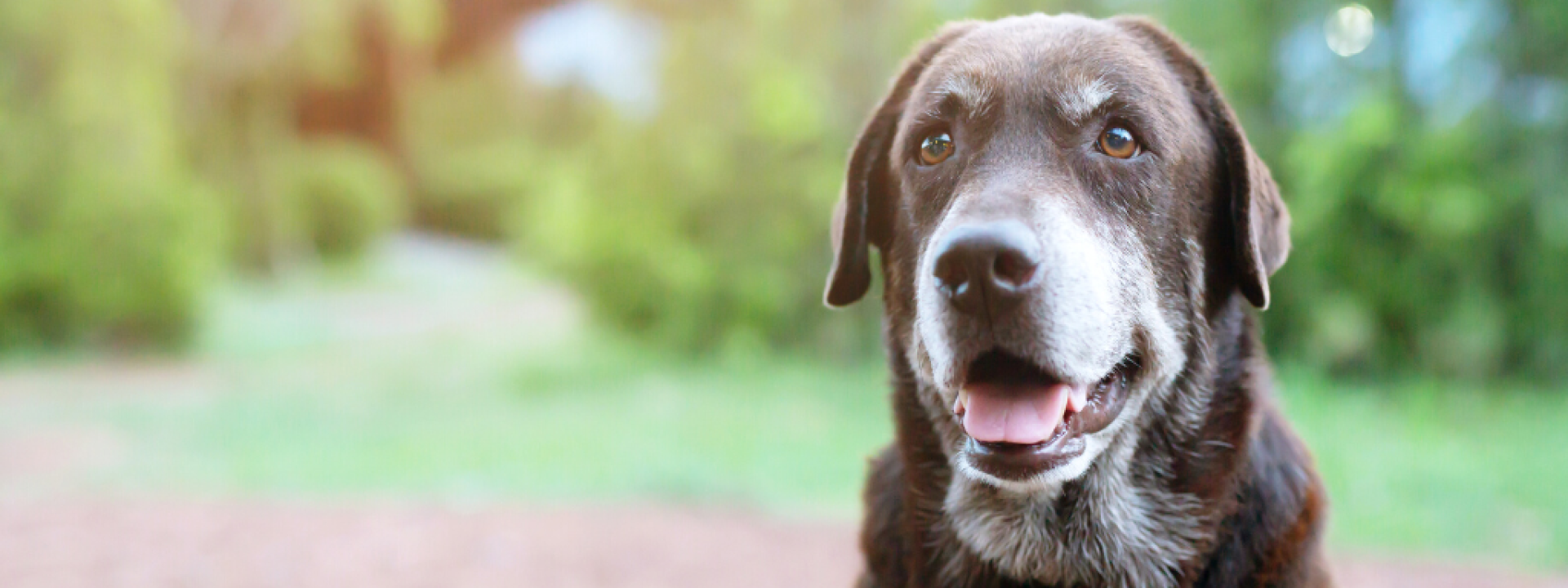 Old dog sitting outside